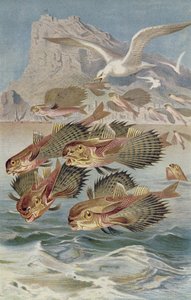 Flying Gurnard, plate from Brehms Tierleben