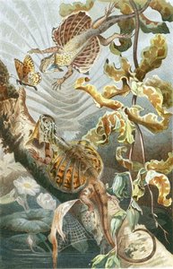 Flying Lizard, plate from "Brehms Tierleben: Allgemeine Kunde des Tierreichs", vol.7, p.51, published by Bibliographisches Institut