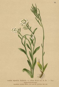 Foothills of the Alps Wall-cress by German School