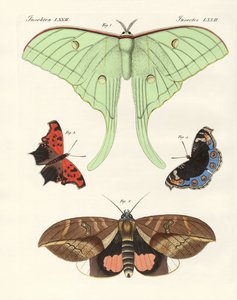 Foreign Butterflies