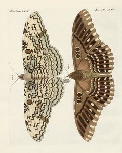 Foreign butterflies
