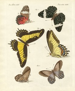 Foreign Butterflies
