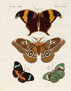 Foreign Butterflies