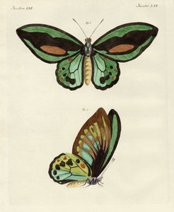 Foreign butterflies of a phenomenal size