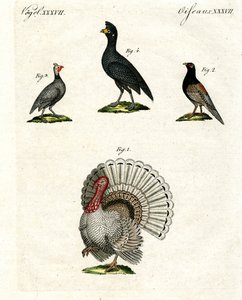 Foreign Domestic Poultry