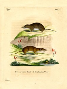 Forest Shrew