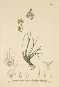 Four Leaved Fescue by German School