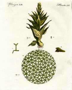 Four Kinds of Monkey by German School
