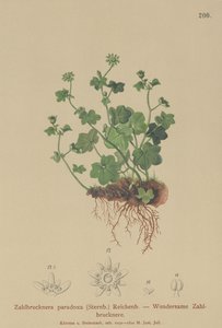 Fragile Saxifrage by German School