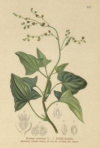 French Sorrel