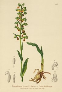 Frog Orchid