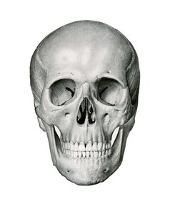 Frontal View of Human Skull