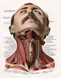 Frontal View of the Muscles and Glands of the Human Neck