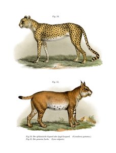 Cheetah