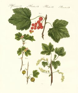 German Kind of Fruits
