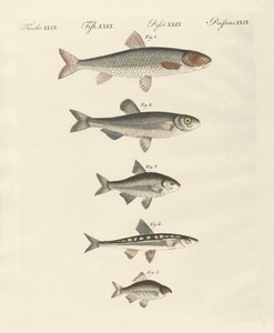 German river fish