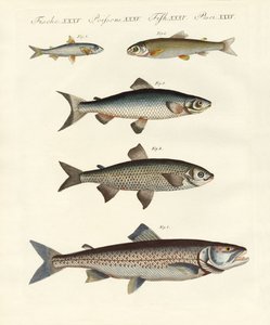 German River Fish