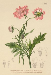 Glossy Scabious by German School