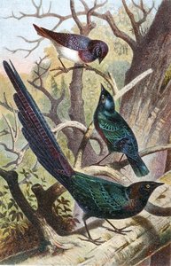Glossy Starlings, plate from "Brehms Tierleben: Allgemeine Kunde des Tierreichs", vol 4, p. 392, published by Bibliographisches Institut