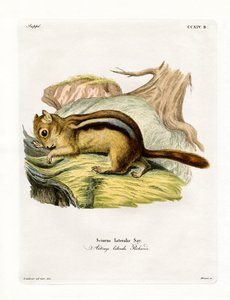 Golden-mantled Ground Squirrel by German School