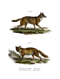 Golden Jackal