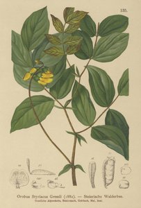 Golden Vetch