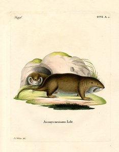 Gopher by German School