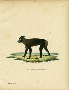 Gorontalo Macaque