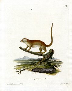 Gray Mouse Lemur