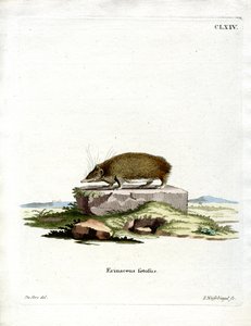 Greater Hedgehog Tenrec