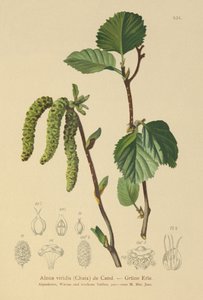 Green Alder
