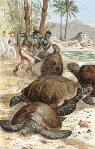 Green Turtle, plate from "Brehms Tierleben: Allgemeine Kunde des Tierreichs", vol.7, p.596, published by Bibliographisches Institut by German School