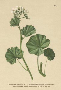 Hairy Bittercress