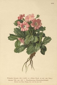 Hairy Primrose