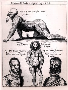 Hairy man and Wild man, illustration from Physica Curiosa by Gaspar Schott by German School