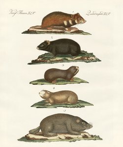 Hamsters and Field Voles