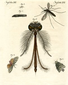 Harmful Insects