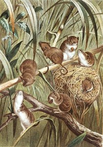 Harvest Mouse, plate from 
