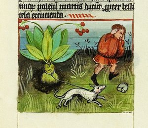 Harvesting Mandrake, De Rerum Naturis - Rabanus Maurus, c.1425 by German School