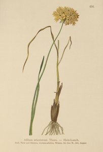 Heath Garlic by German School