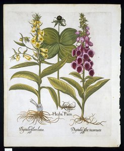 Herb Paris (Solanum quadrifolium), Common Foxglove (Digitalis Purpurea) Large Yellow Foxglove from Hortus Eystettensis by Basil Besler, pub. 1613