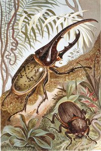 Hercules Beetle, plate from Brehms Tierleben