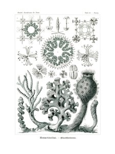 Hexactinellae by German School