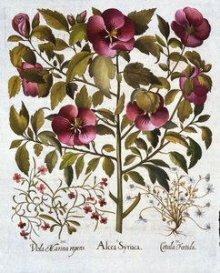 Hibiscus syriacus, Stinking Camomile, from Hortus Eystettensis by German School