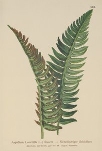Holly Fern