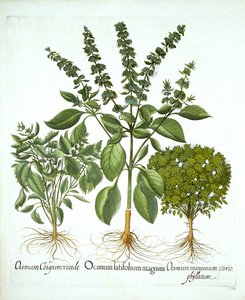 Holy Basil, and Two Further Varieties of Basil, from 
