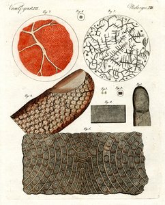 Human Skin and Blood