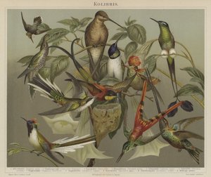 Hummingbirds by German School