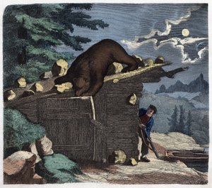 Hunter Wanting to Kill the Bear from the Alpine Forest. In 