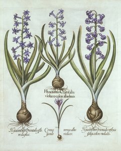 Hyacinths and an Autumn Crocus, from Hortus Eystettensis by German School
